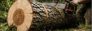 Tree cutting service — bucking a felled tree trunk with a chainsaw