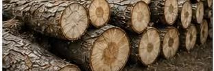 Log removal service — stacked logs ready for hauling